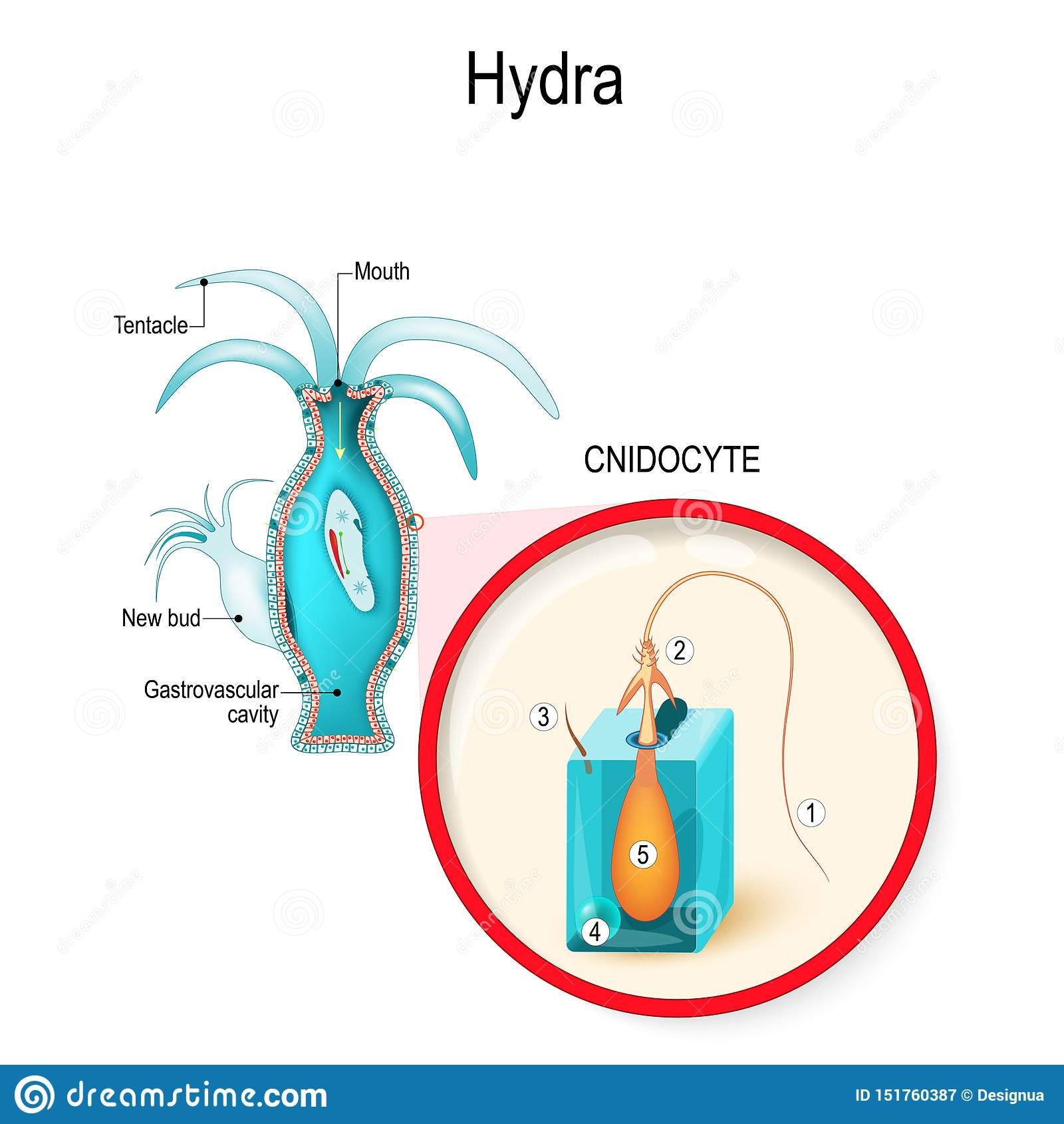 Hydra ссылка tor hydra2planet com